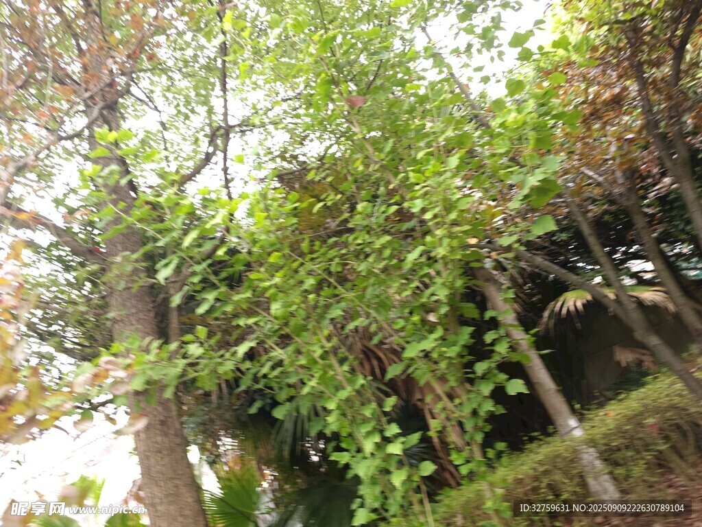繁茂綠樹(shù)環(huán)繞的自然角落