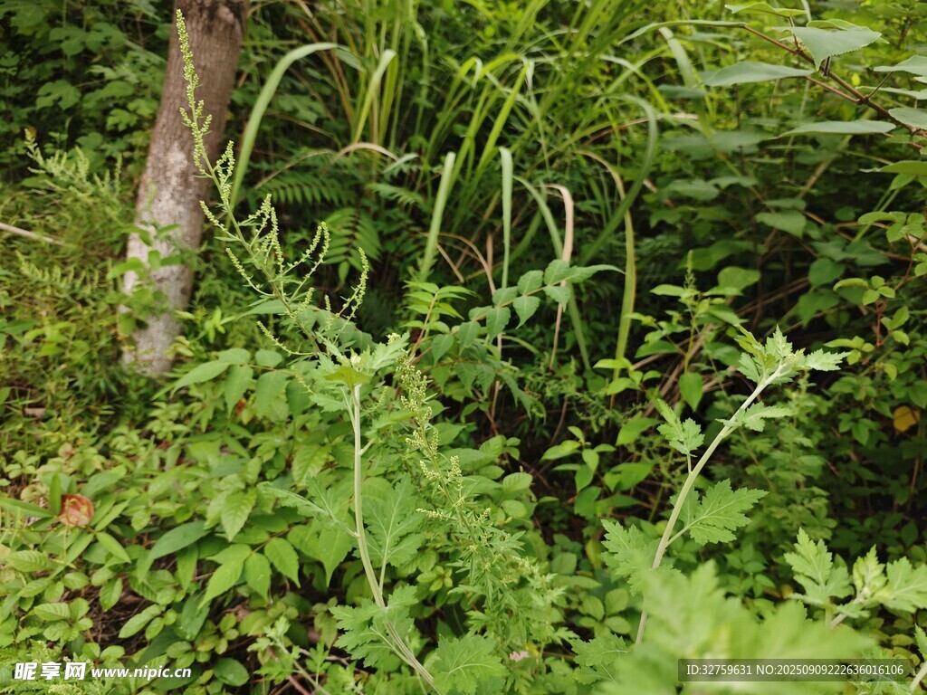 茂密叢林中的野生植物