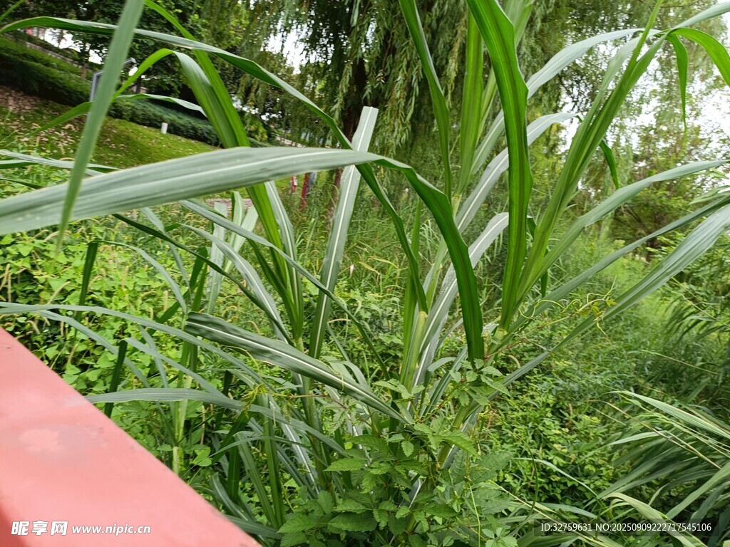 河邊茂盛的綠色植物