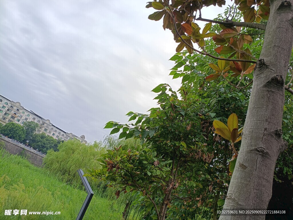 戶外綠樹草地景致