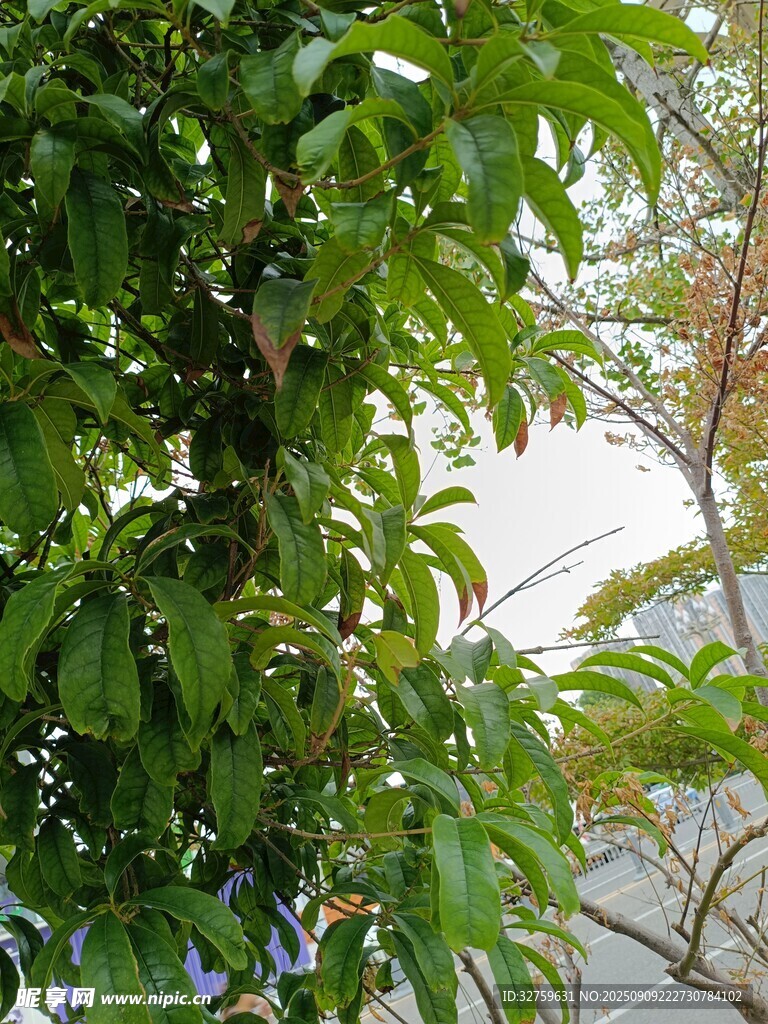 綠葉繁茂的樹木景觀
