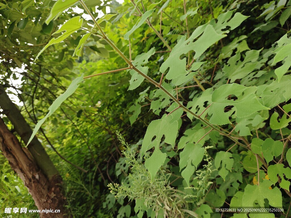 繁茂綠植 