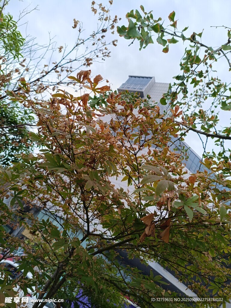 秋日樹梢間的城市景致