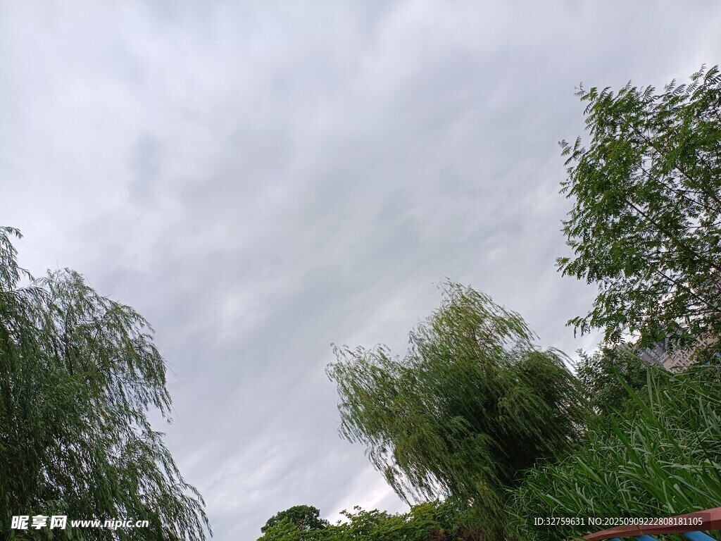陰天中的綠樹景觀