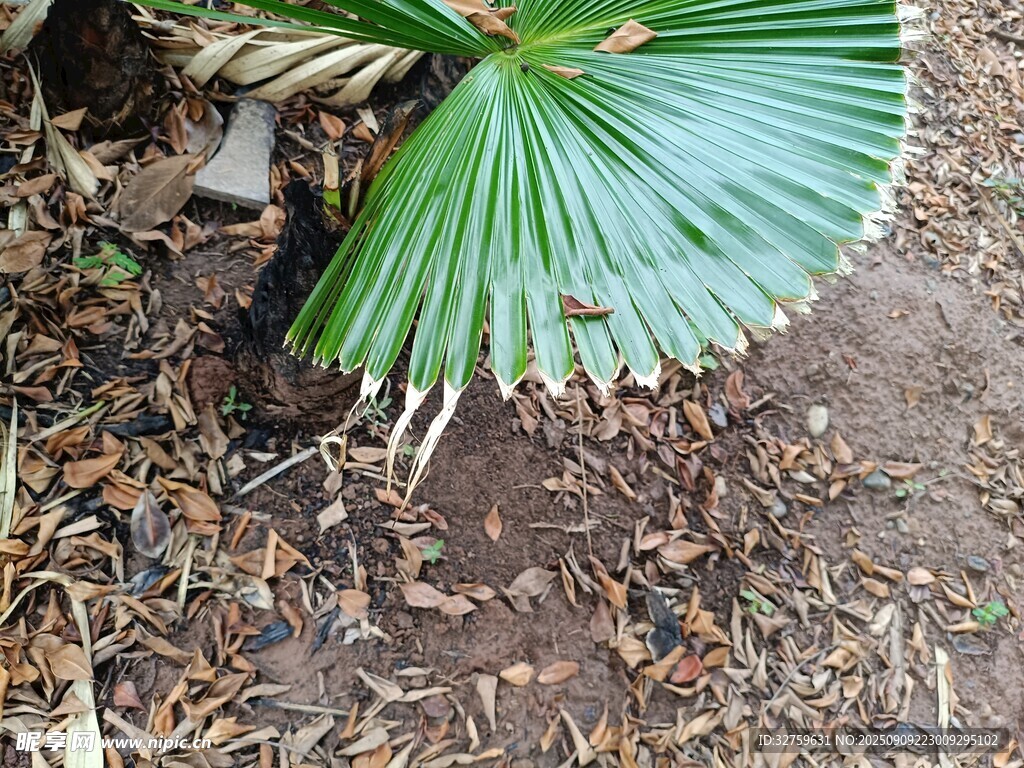 翠綠蒲葵葉