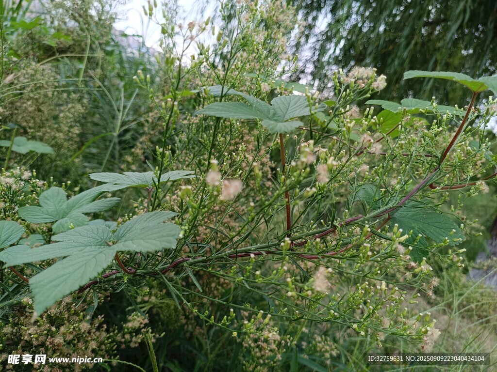 野外茂盛的綠色植物