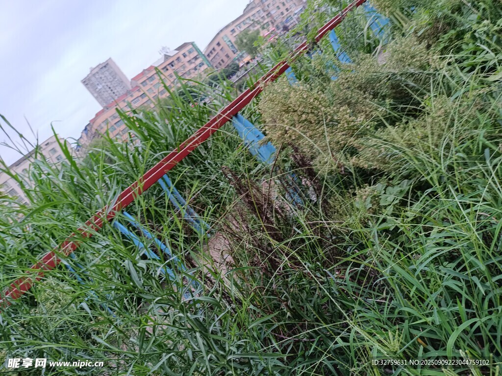 雜草叢生的戶外場景
