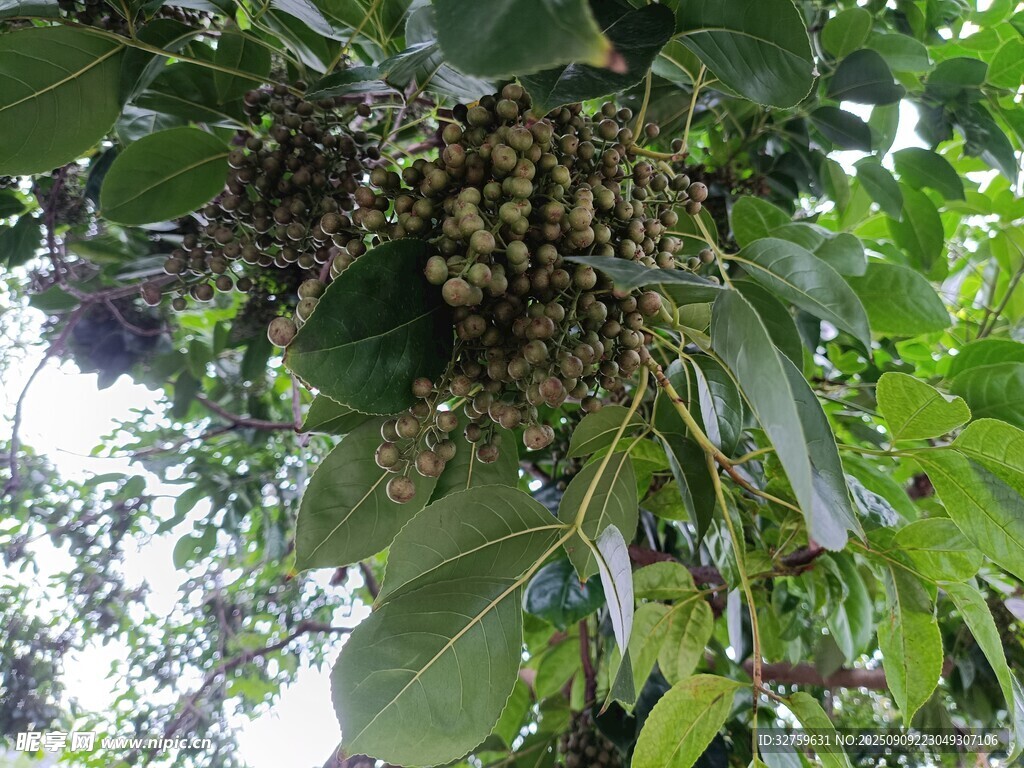 樹上果實與繁茂綠葉