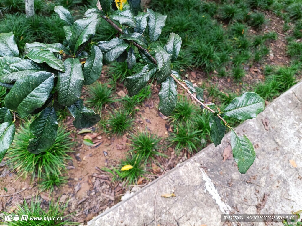 花園綠植景觀一角