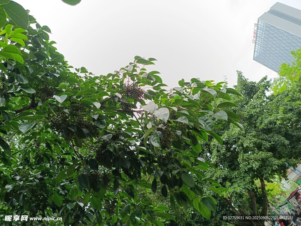 城市中的繁茂綠植景觀