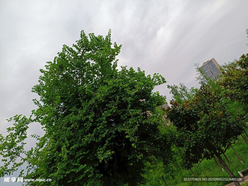 綠意盎然的戶外樹(shù)木景觀