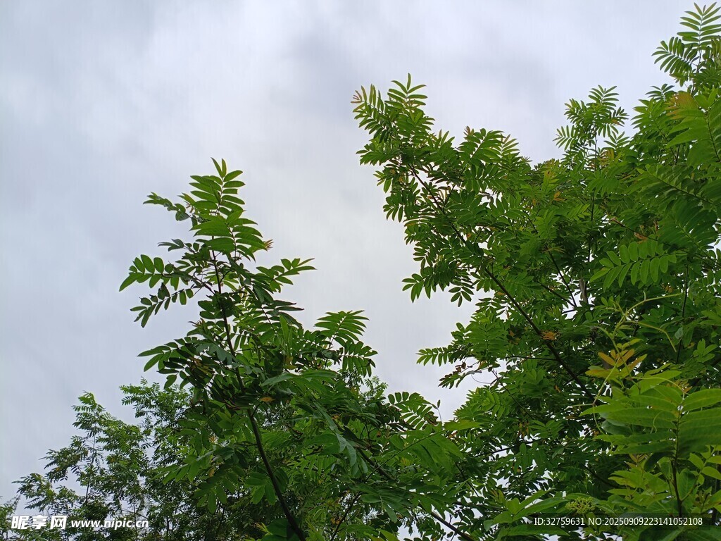 仰視綠樹(shù)藍(lán)天景象