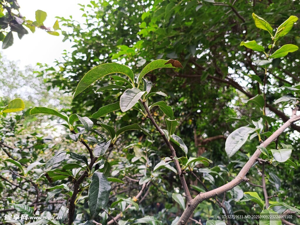 繁茂綠意中的植物枝葉