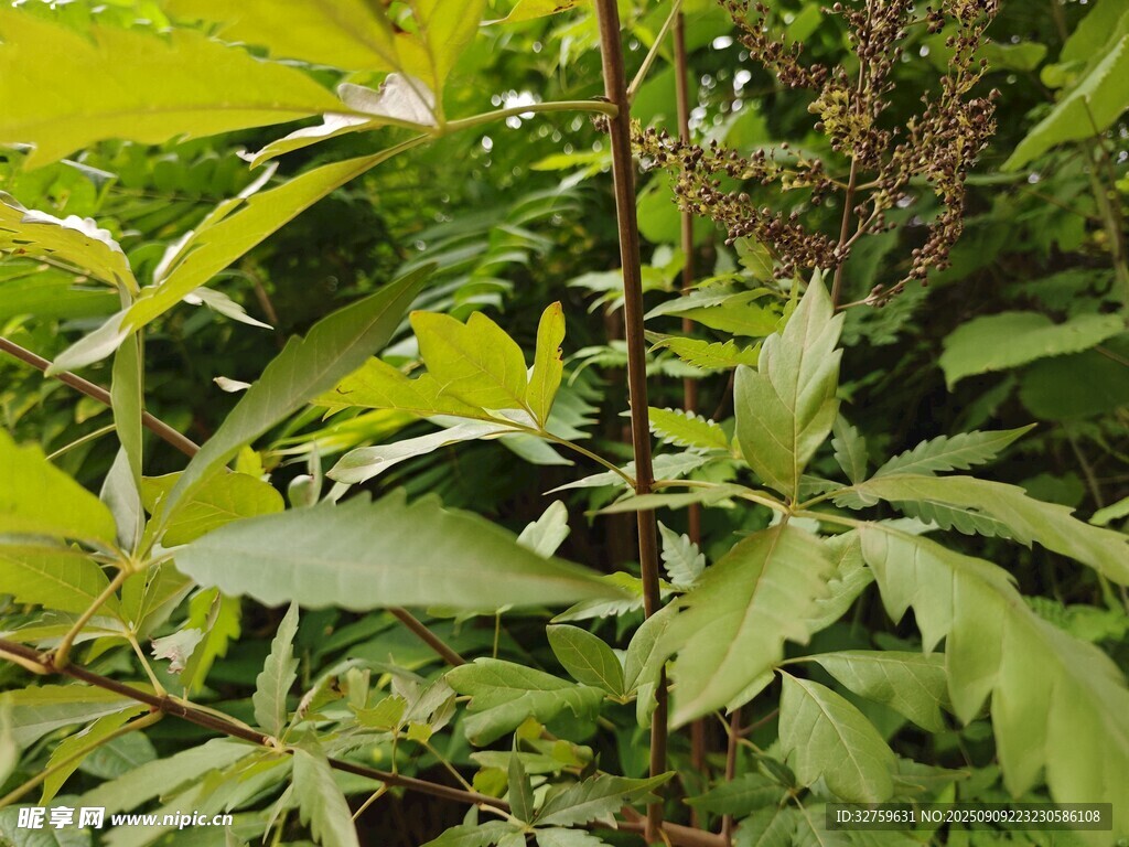 綠葉間的藤蔓植物