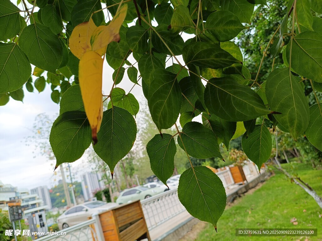 綠葉間的黃色裝飾物