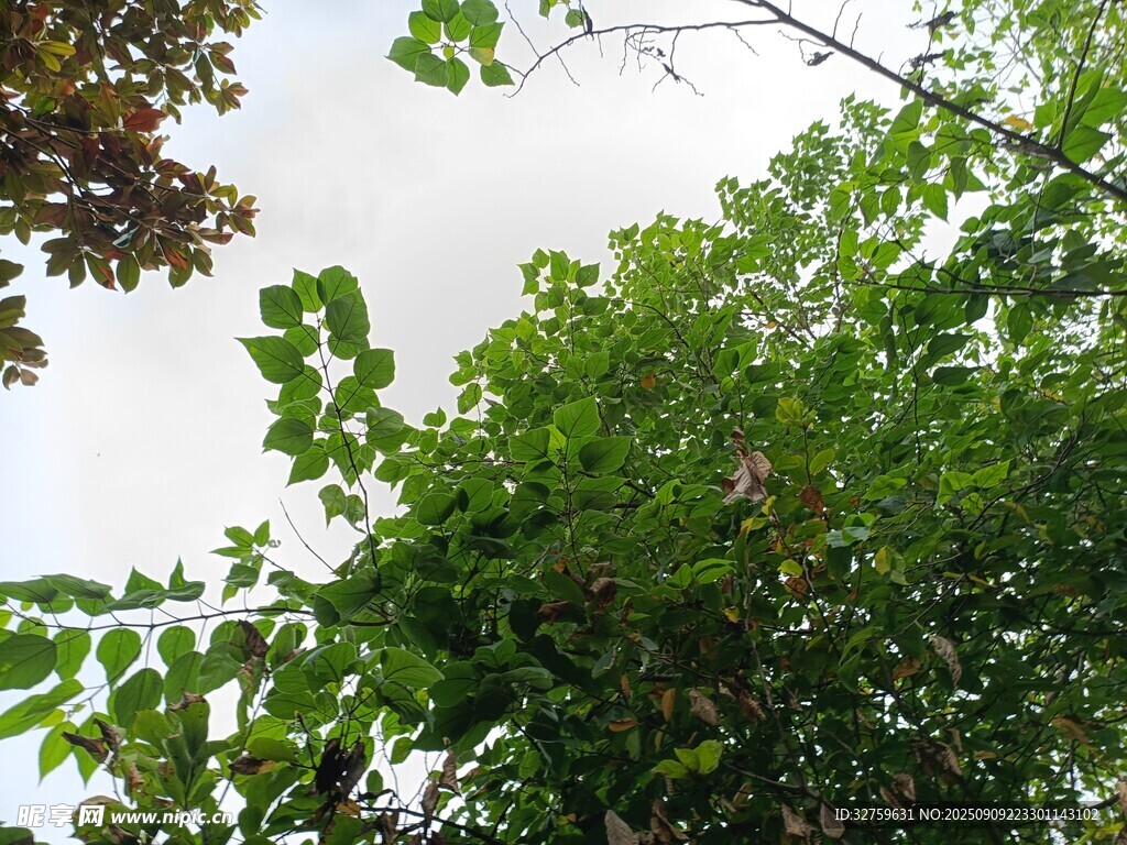 繁茂綠樹映天空