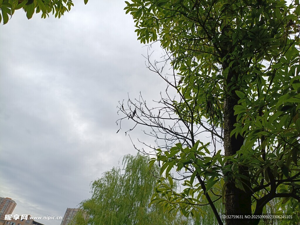 綠樹映灰天的自然景致