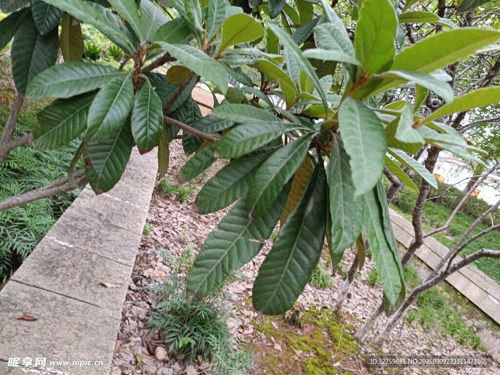 綠葉繁茂的路邊植物