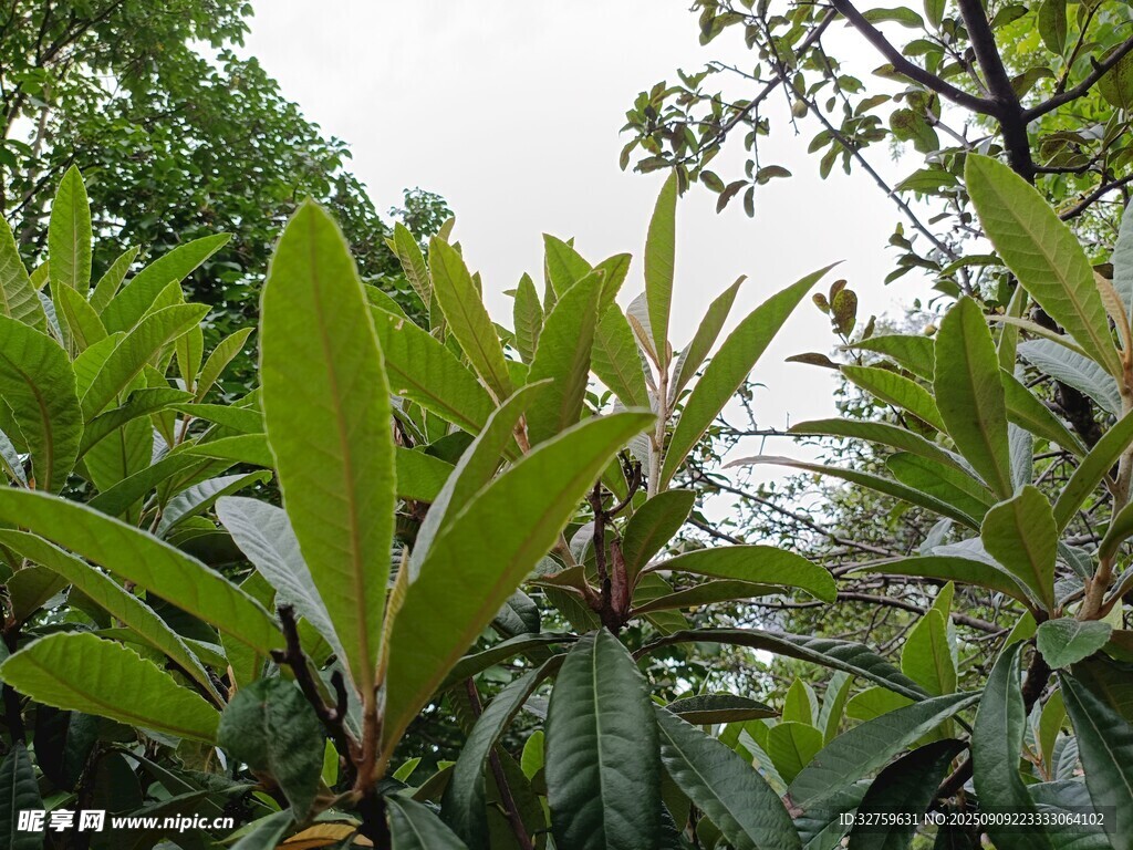 繁茂綠葉植物景觀