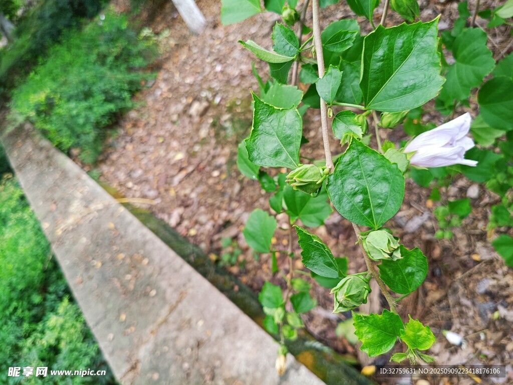 小徑旁的綠植