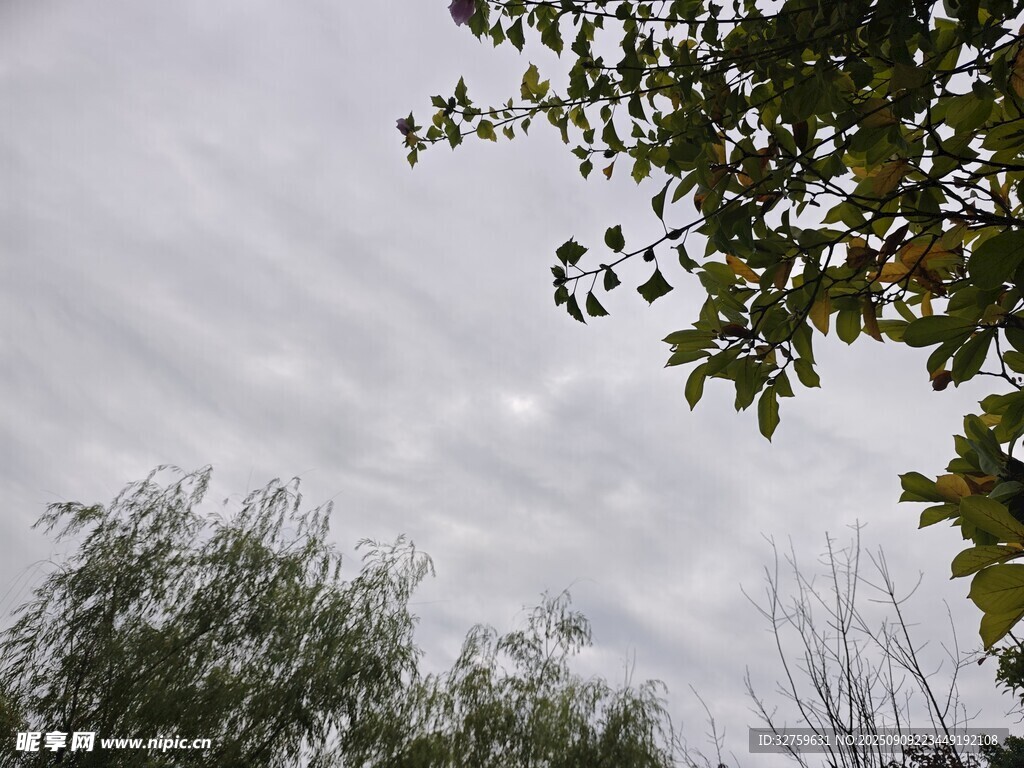陰天中的枝葉與朦朧天空
