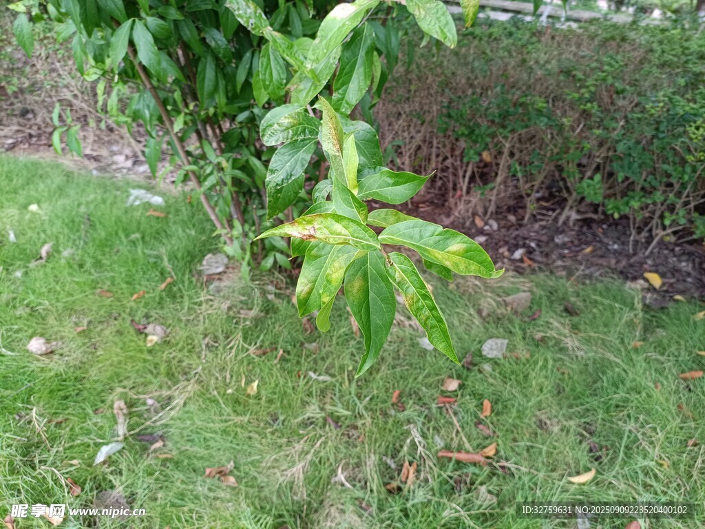 綠葉植物生長于草地間