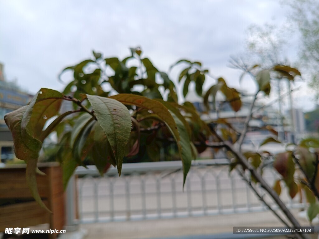 枝頭覆雪的植物景象