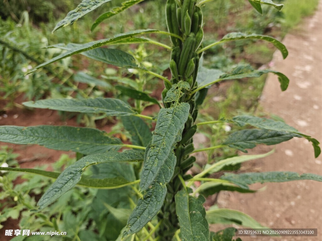 綠色植物特寫