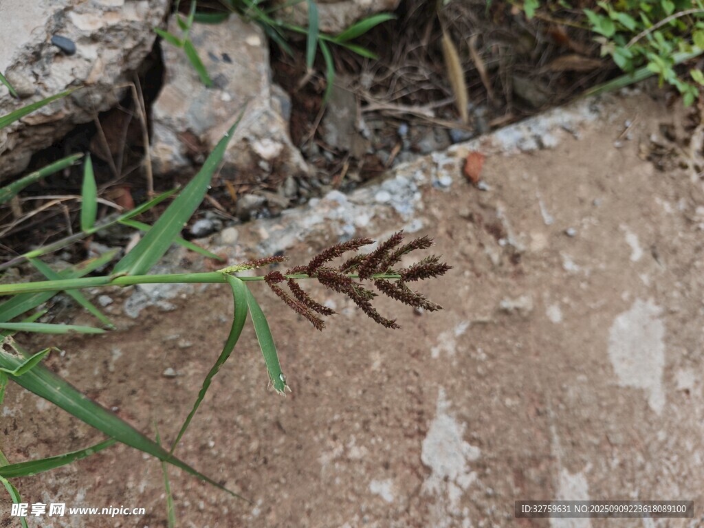 地面上的棕色蕨類植物
