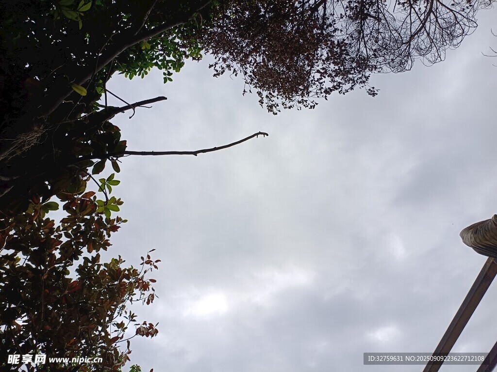 仰視天空中的樹木與燈桿