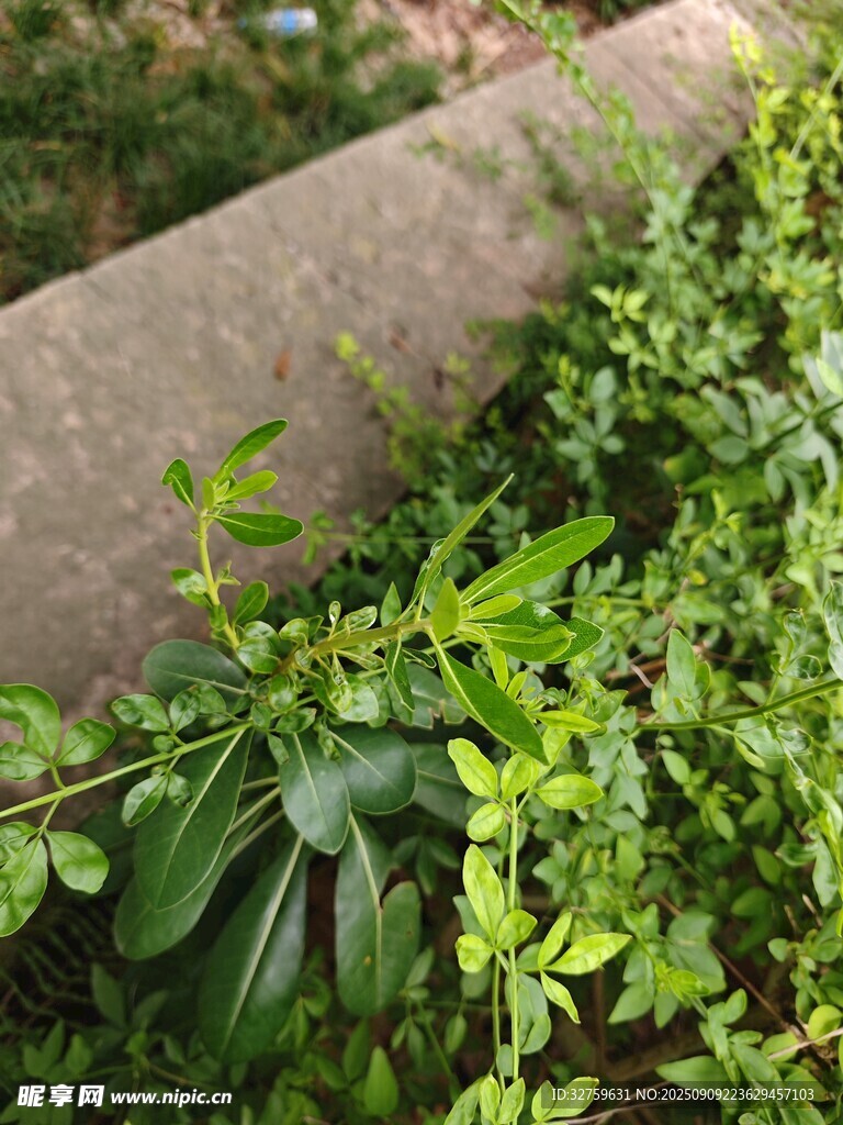 墻邊綠意盎然的蓬勃植物