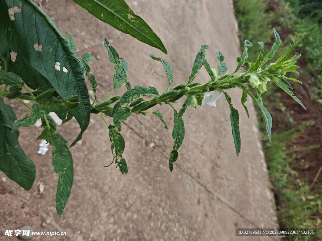 路邊帶水珠的綠色植物