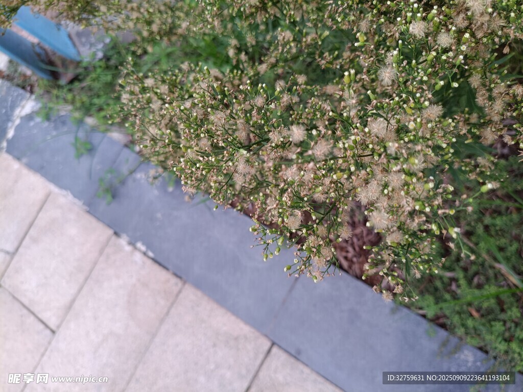 路邊綠植景觀