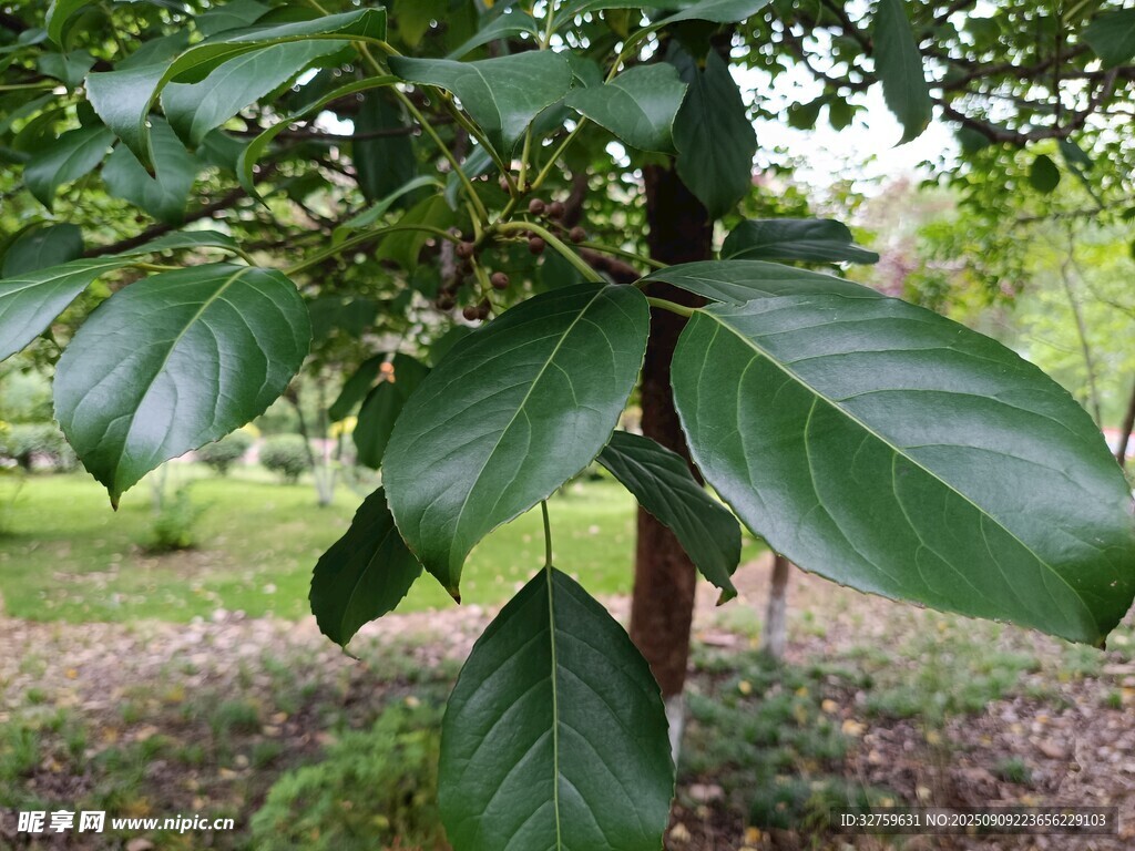 綠葉繁茂的樹木特寫