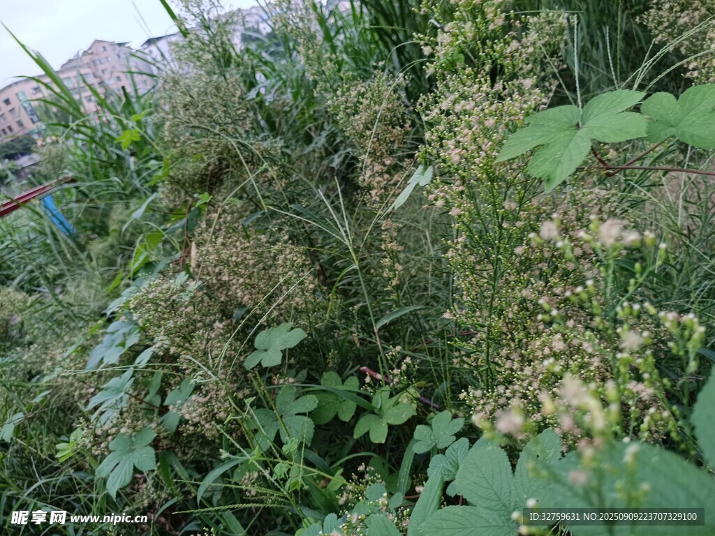 野外繁茂的綠色植物景觀