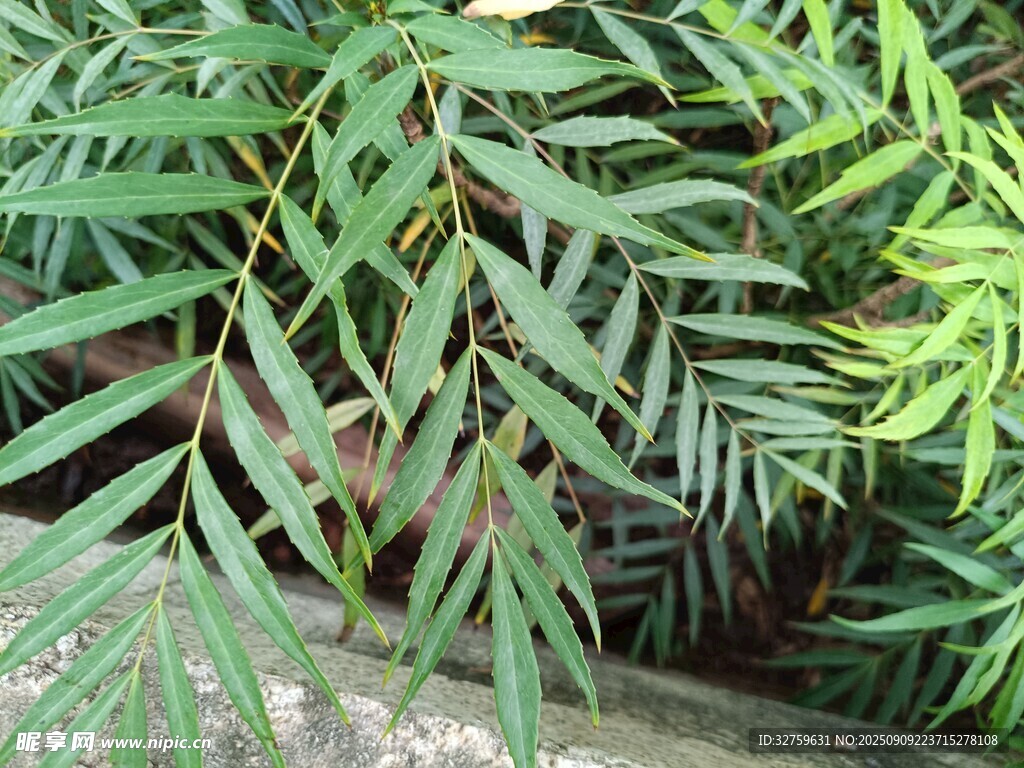 翠綠柳葉植物特寫