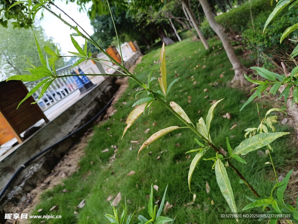 鐵軌旁的綠植與小屋