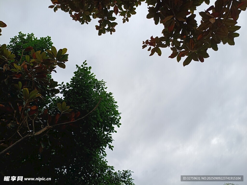 仰視樹冠與陰沉天空