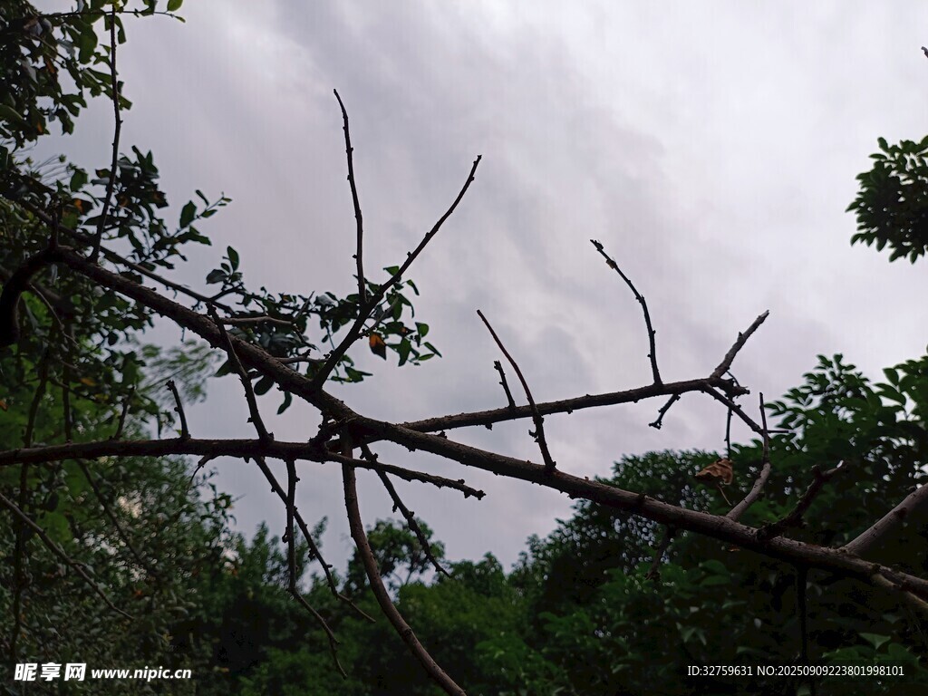 雨中枯樹枝與繁茂綠植