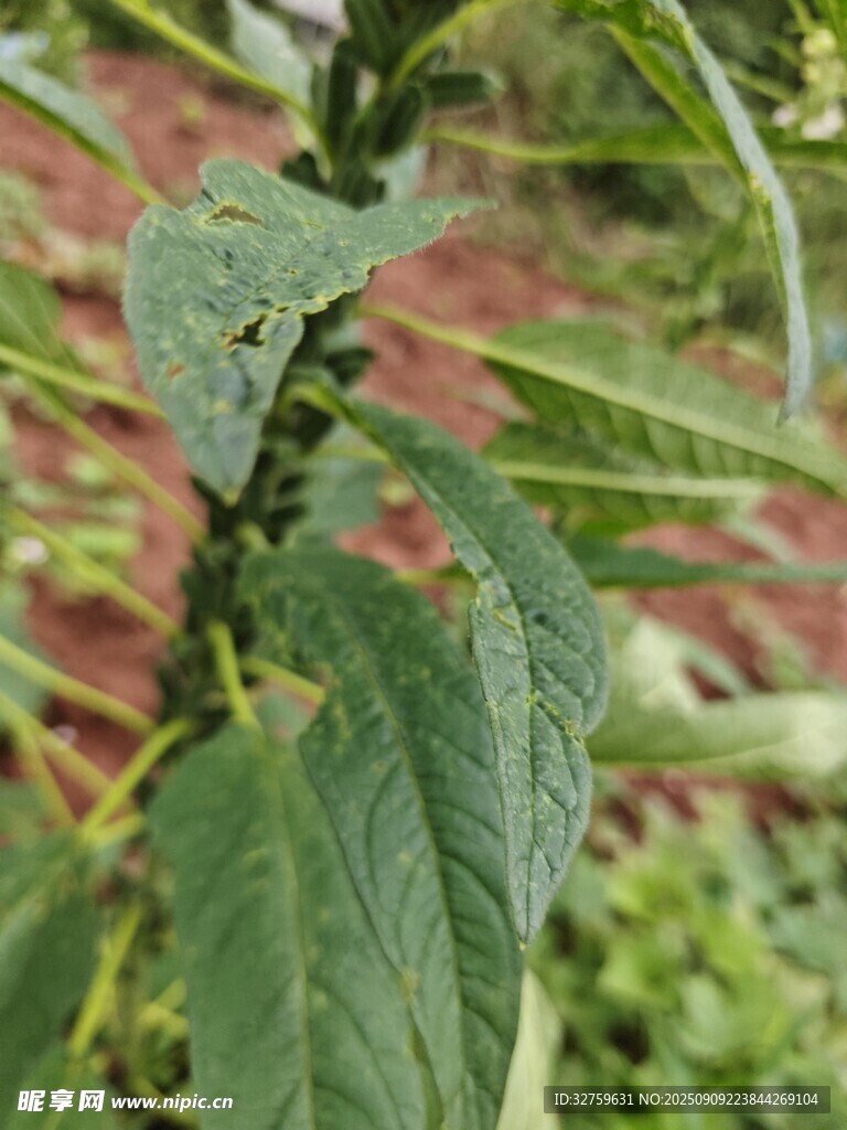 綠葉植物特寫