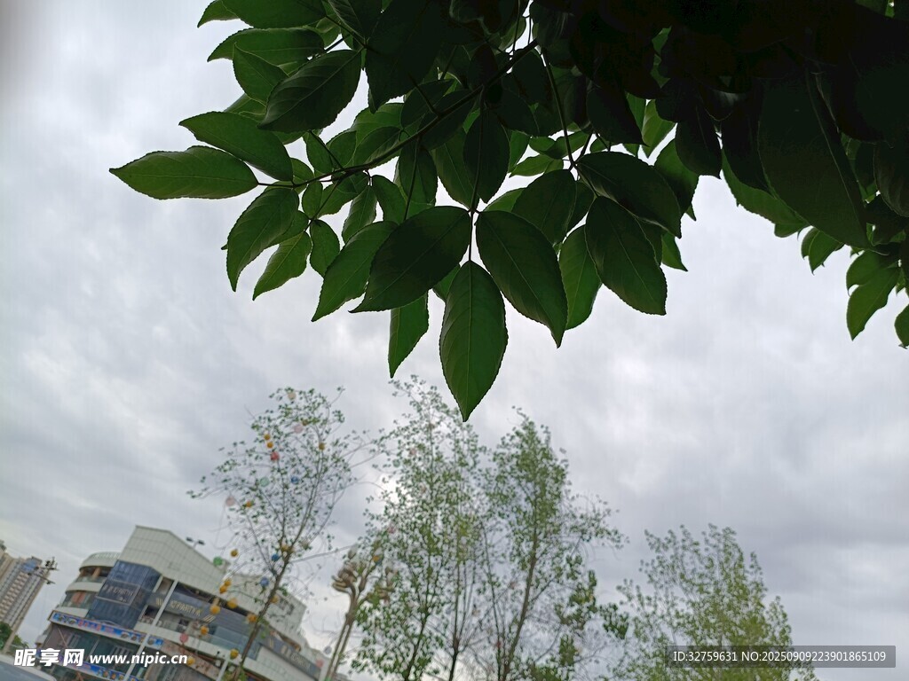 綠葉掩映下的城市景象