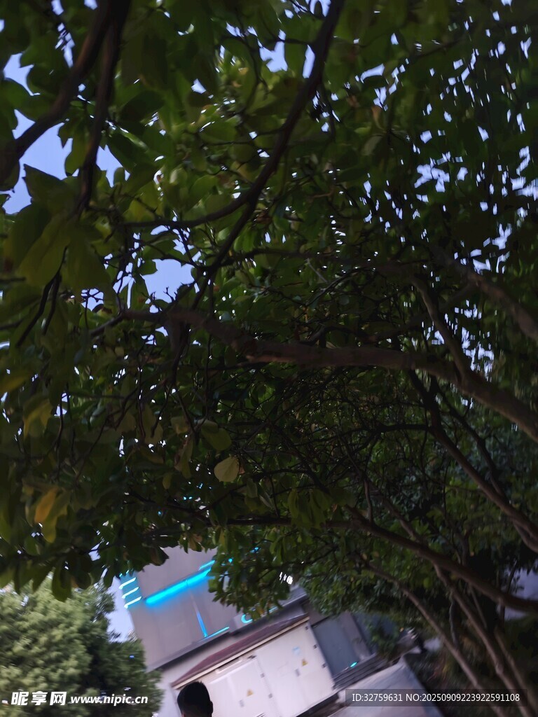 透過枝葉望建筑