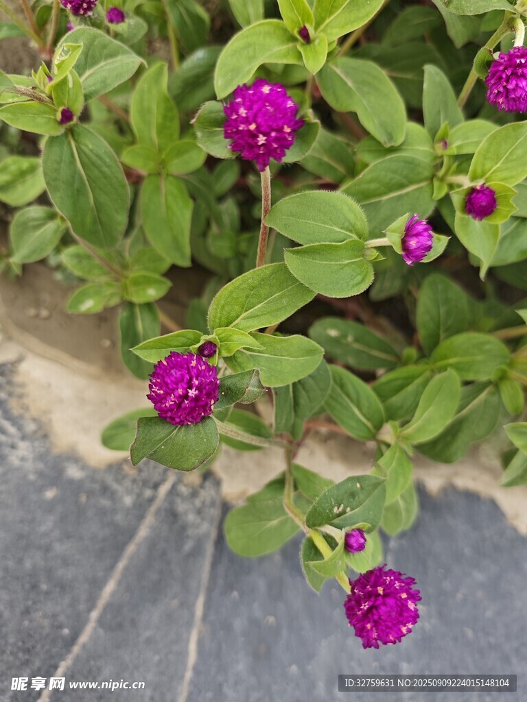 綠葉叢中的嬌艷紫花