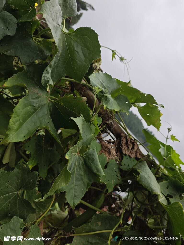綠葉藤蔓植物特寫