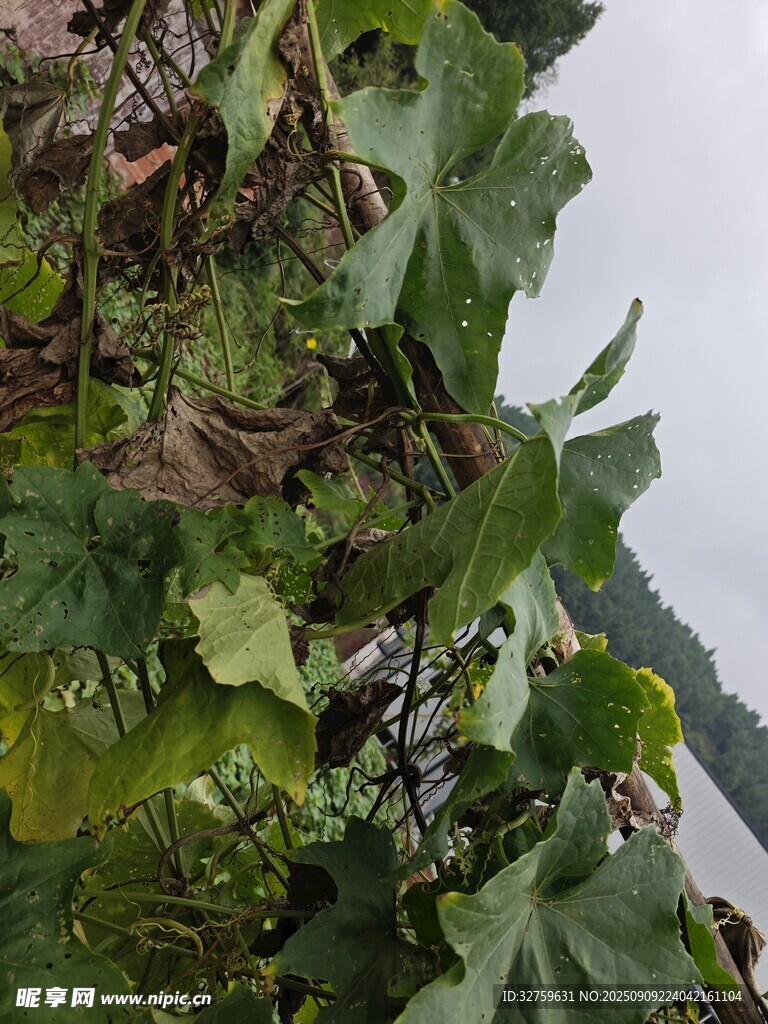 菜園中的繁茂綠色蔬菜