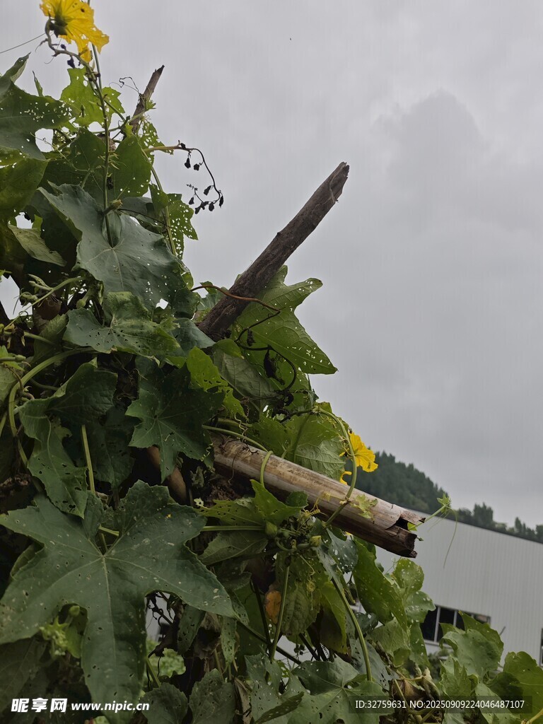 藤蔓植物與黃色小花景觀