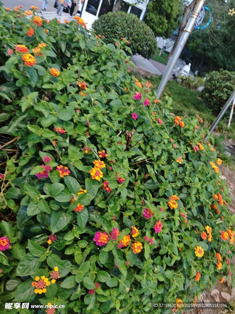 綠葉間綻放的多彩小花