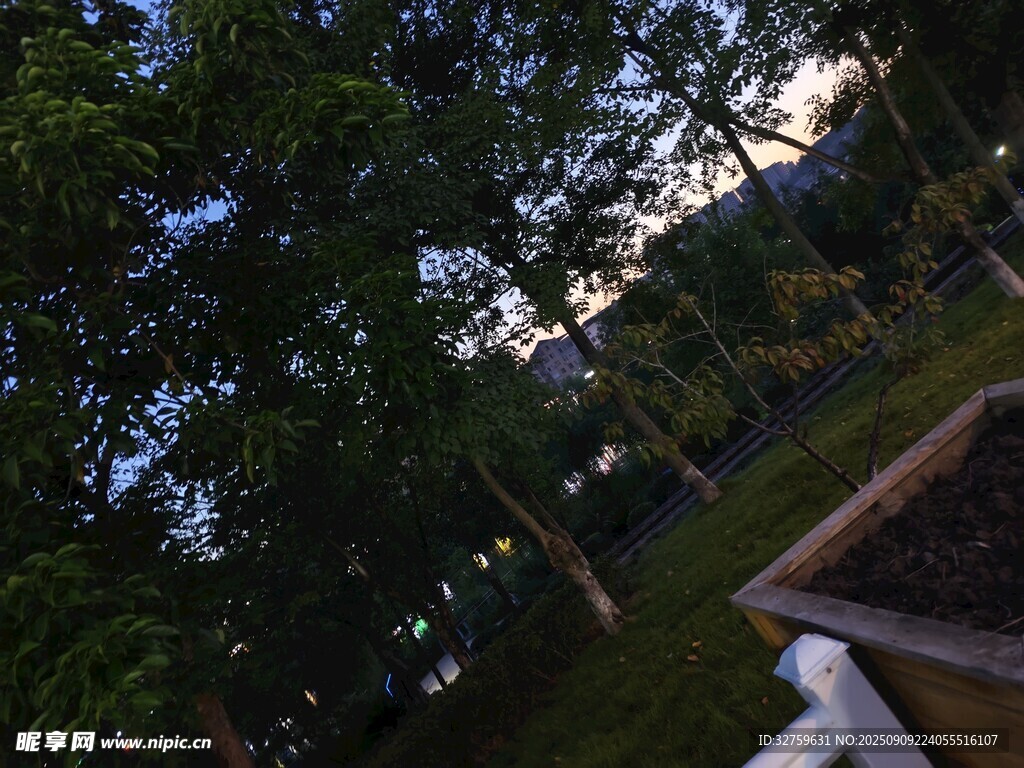 黃昏下的林間景致