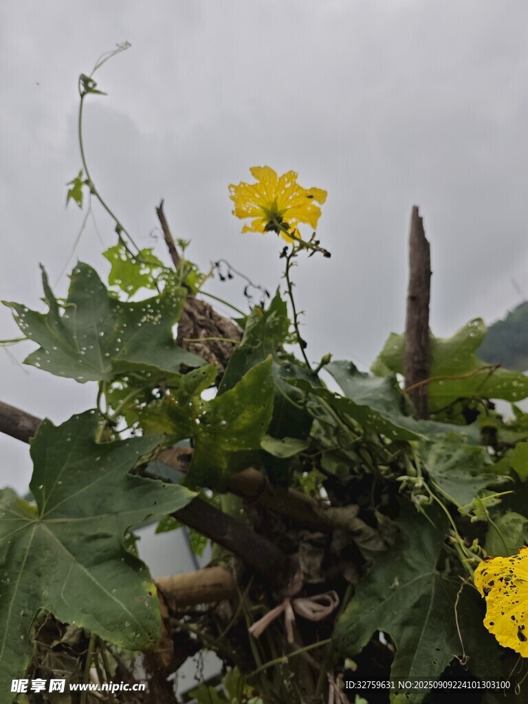 野外綻放的黃色小花