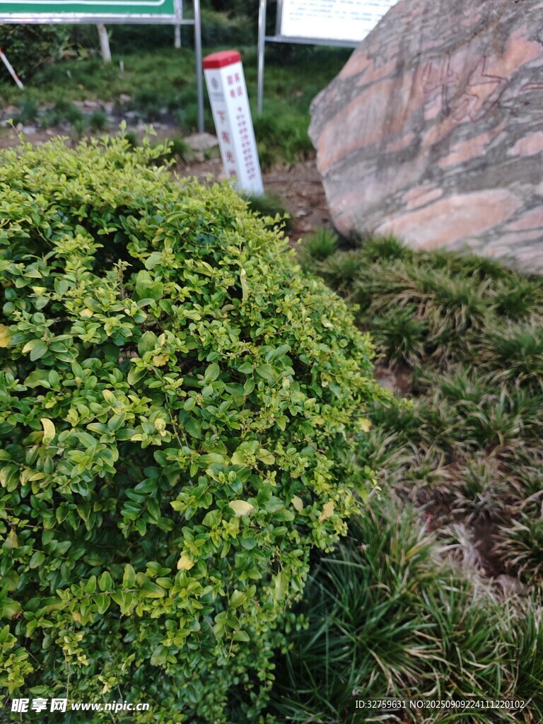 戶外綠植與巨石景觀